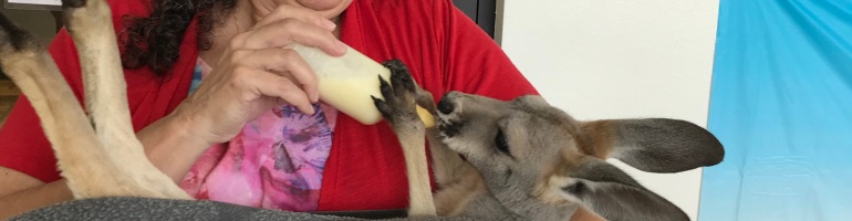 Donna wears glasses and a red t-shirt. She is feeding a bottle to a kangaroo wrapped in a grey blanket.